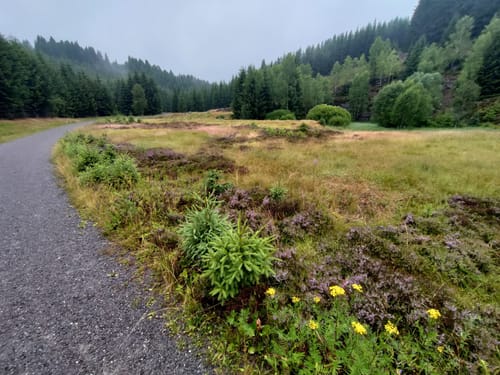 Im Schwarzwassertal