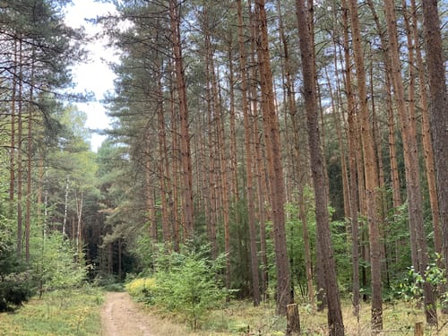 Wanderung Dresdner Heide