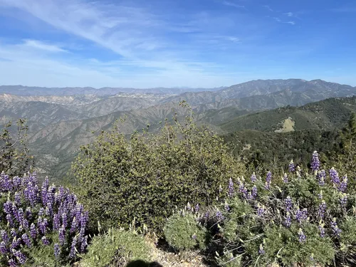 Figueroa Mountain, California - 347 Reviews, Map | AllTrails