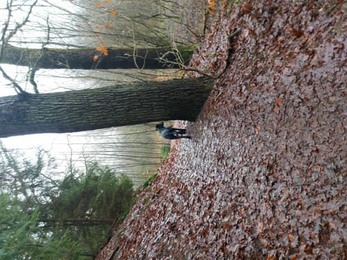 Lohheide ab Cordingen