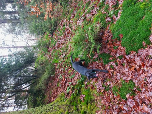 Lohheide ab Cordingen