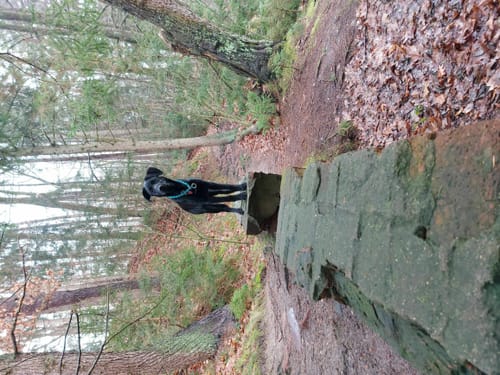 Lohheide ab Cordingen