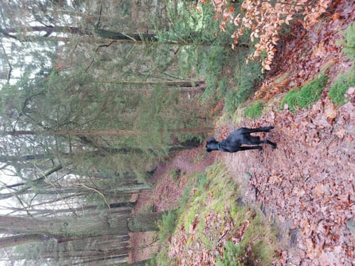 Lohheide ab Cordingen