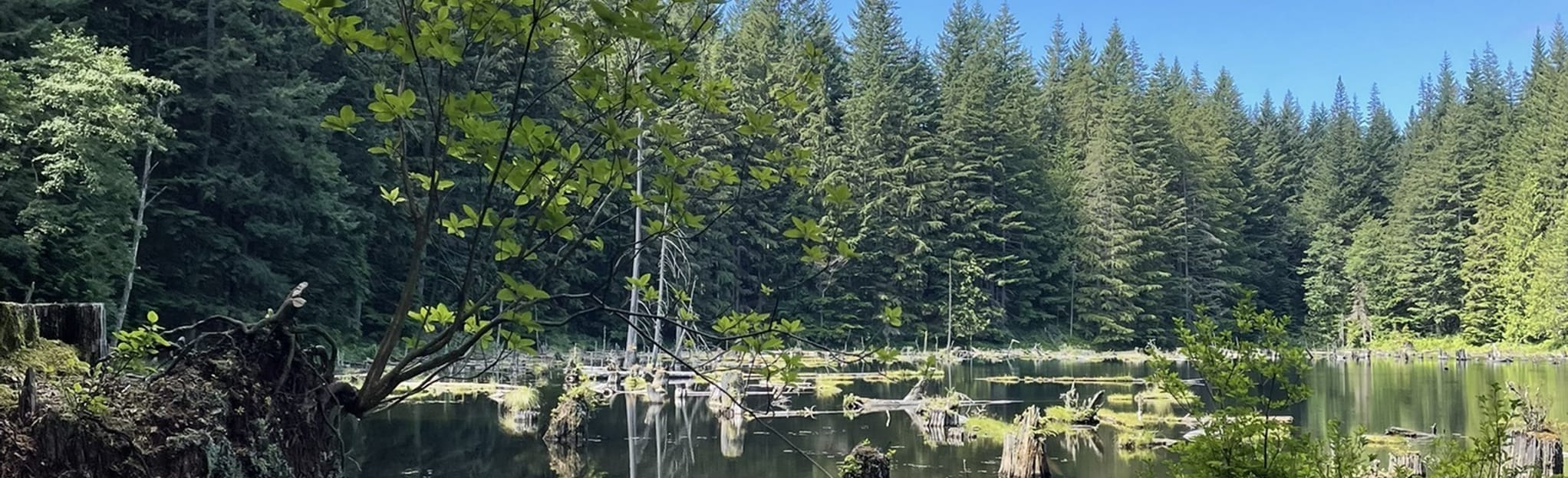 Oyster Dome, North Butte, Lily and Lizard Lake via PNW Trail Loop 172 Reviews, Map Washington