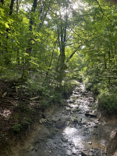 Best Hikes and Trails in Ault Park | AllTrails