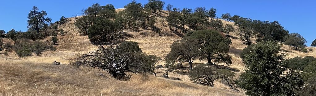 Fossil Hill Loop Trail: 287 Reviews, Map - California | AllTrails