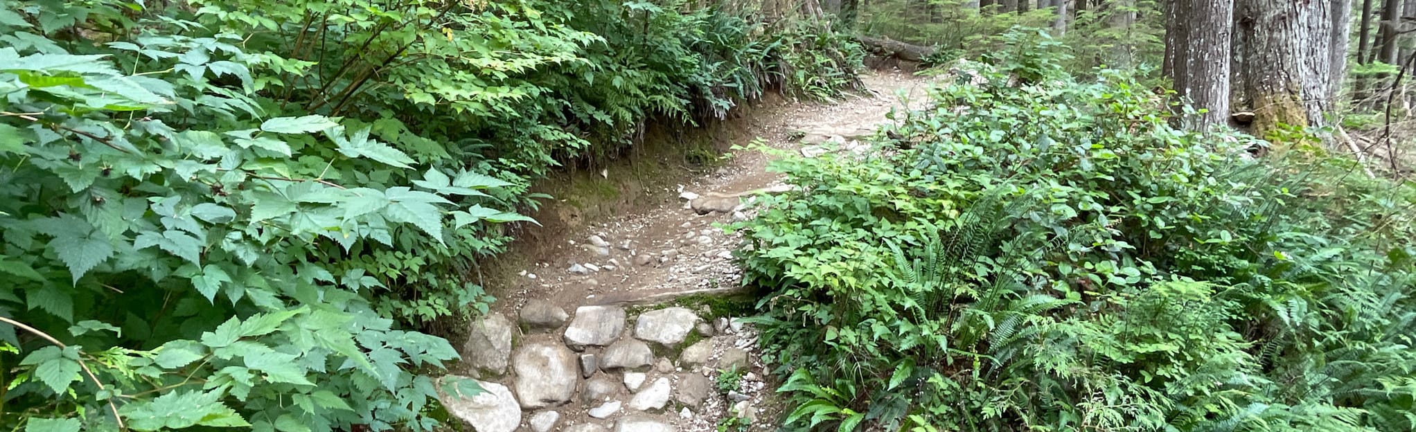alltrails-leppard-crinkum-crankum-and-kirkford-mtb-trail-loop-56