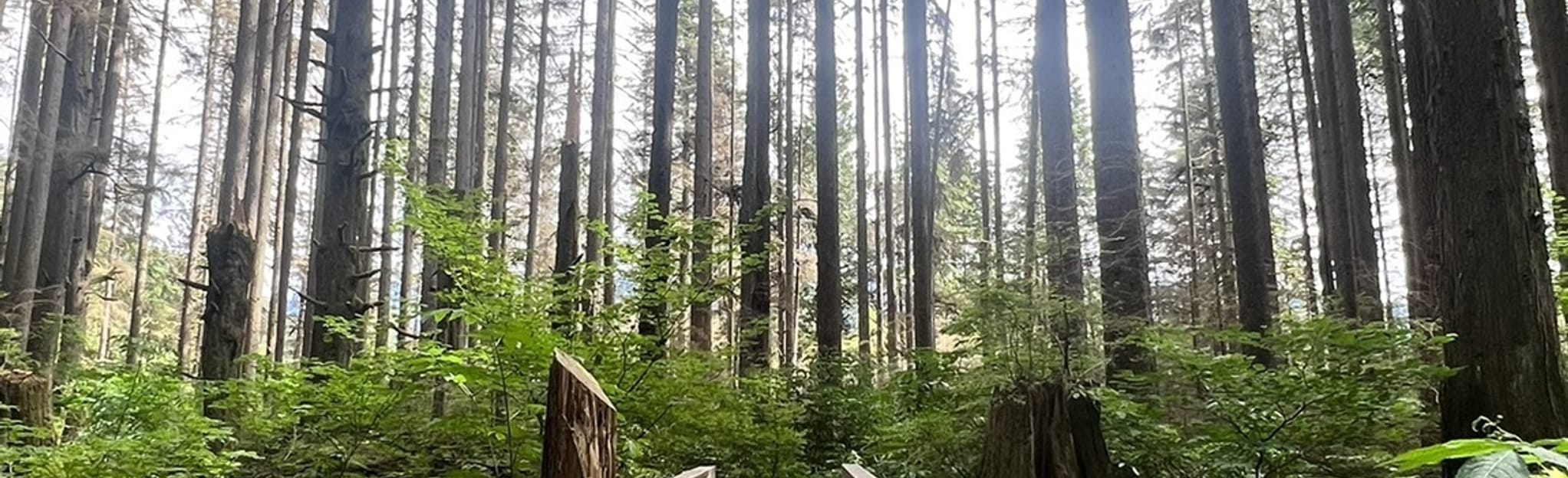 Baden Powell Trail Grouse Mountain Park to Lynn Valley 982 foto's