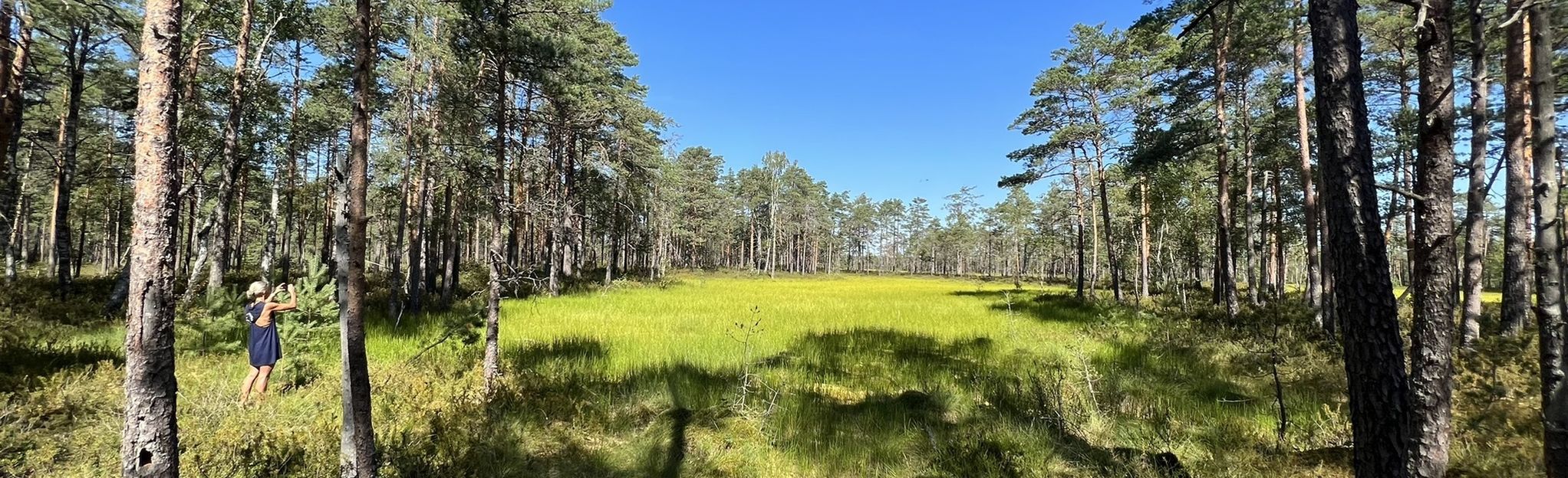 AllTrails | Väätsa raba matkarada: 4 Reviews, Map - Järva, Estonia