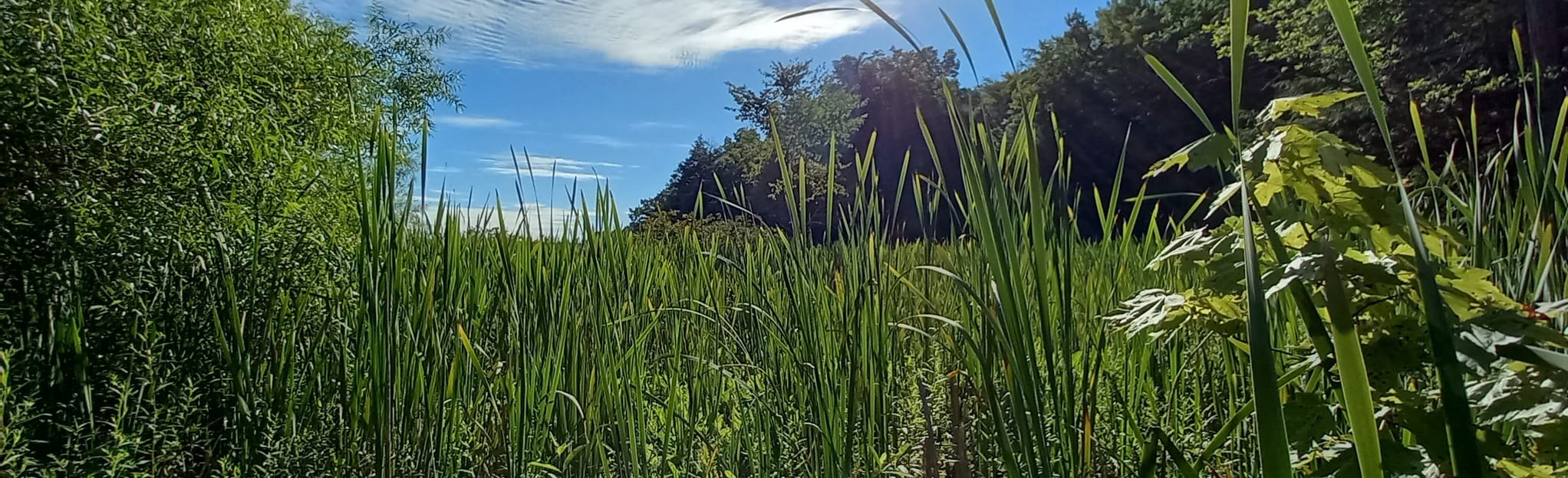 Prince Gallitzin Campground to Headache Hill 54 foto's Pennsylvania