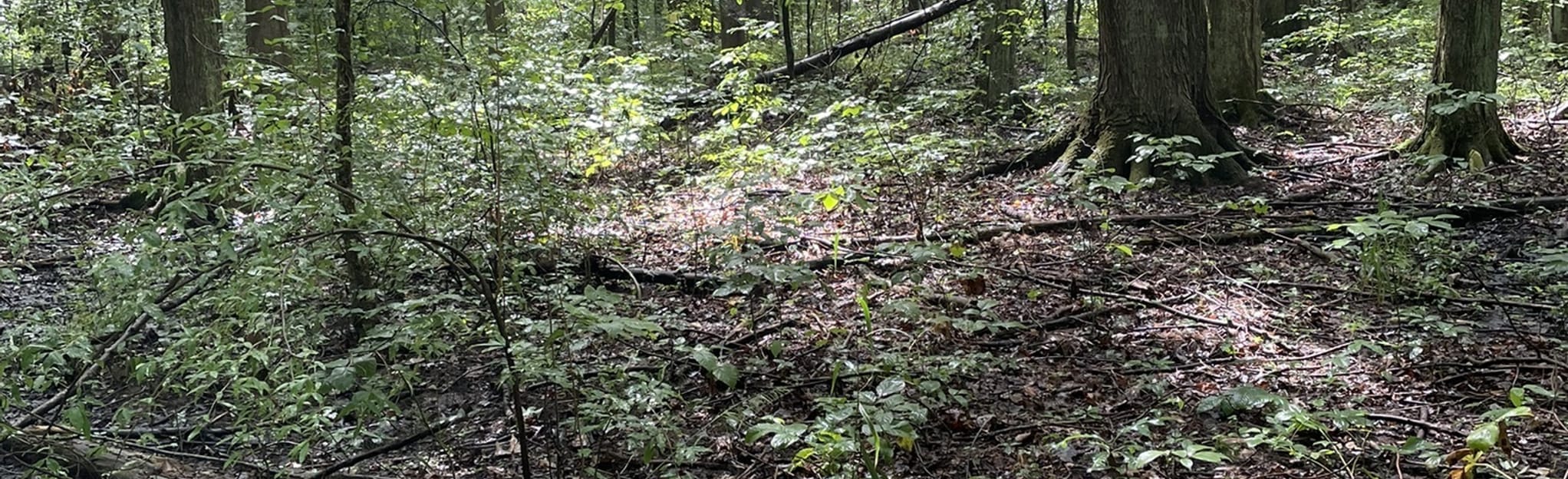 Red Fox Trail, Ohio - 106 Reviews, Map | AllTrails