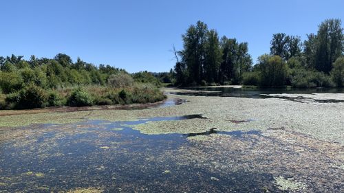 are dogs allowed at delta ponds park