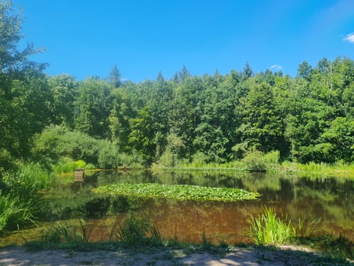 Waldspaziergang zum Lemberghaus