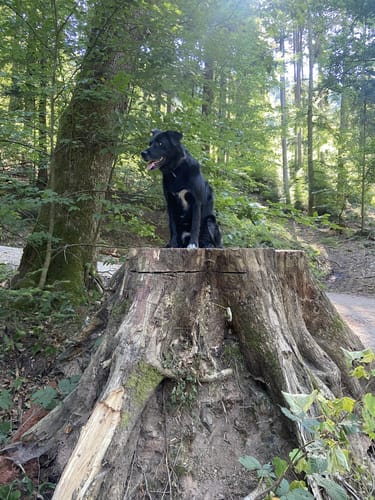 Wald- und Erlebnispfad "Bächlewald"
