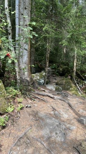 Großer Rundweg Steinklamm bei Spiegelau