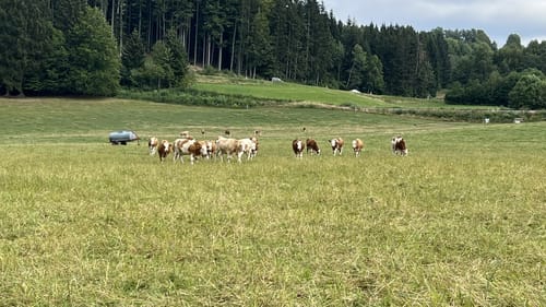 Großer Rundweg Steinklamm bei Spiegelau