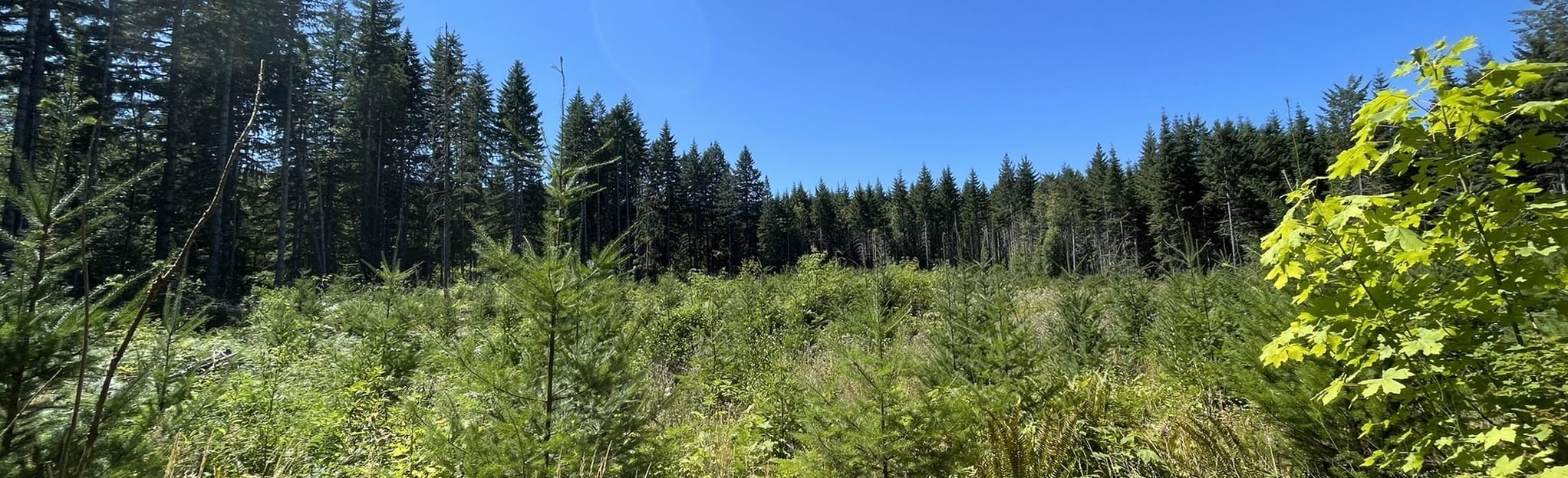 Gales Creek Trail 192 Reviews, Map Oregon AllTrails