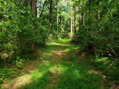 Escape to Nature's Embrace: A Guide to Iowa's Shimek State Forest