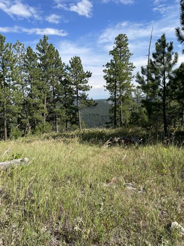 are dogs allowed in black hills national forest