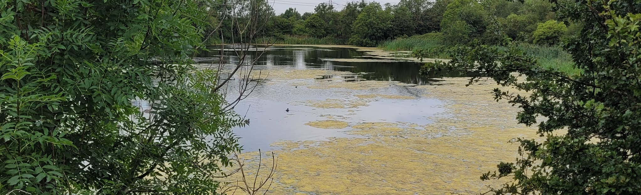Cowpen Bewly and Greatham Circular, North Yorkshire, England 49