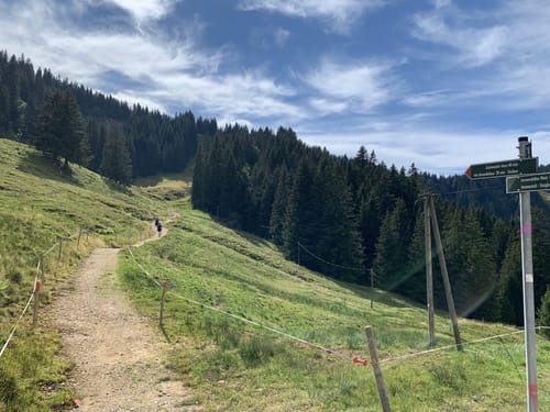 Immenstadt - Alpe Gschwenderberg - Immenstädter Horn