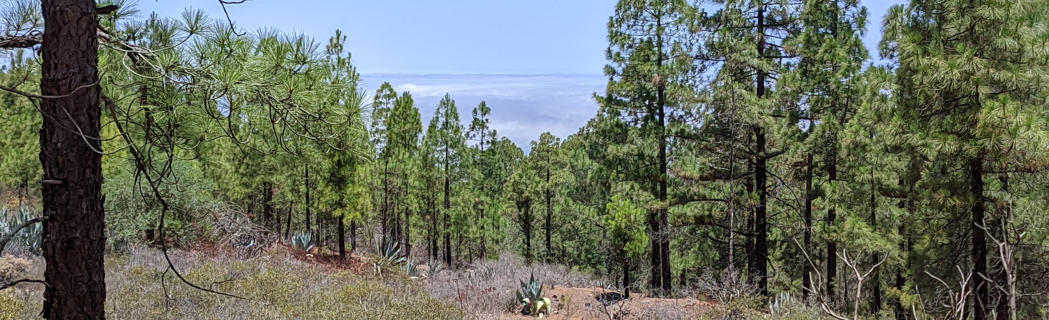 Llanos de la Mimbre Montaña de las Presas 27 fotos Gran Canaria