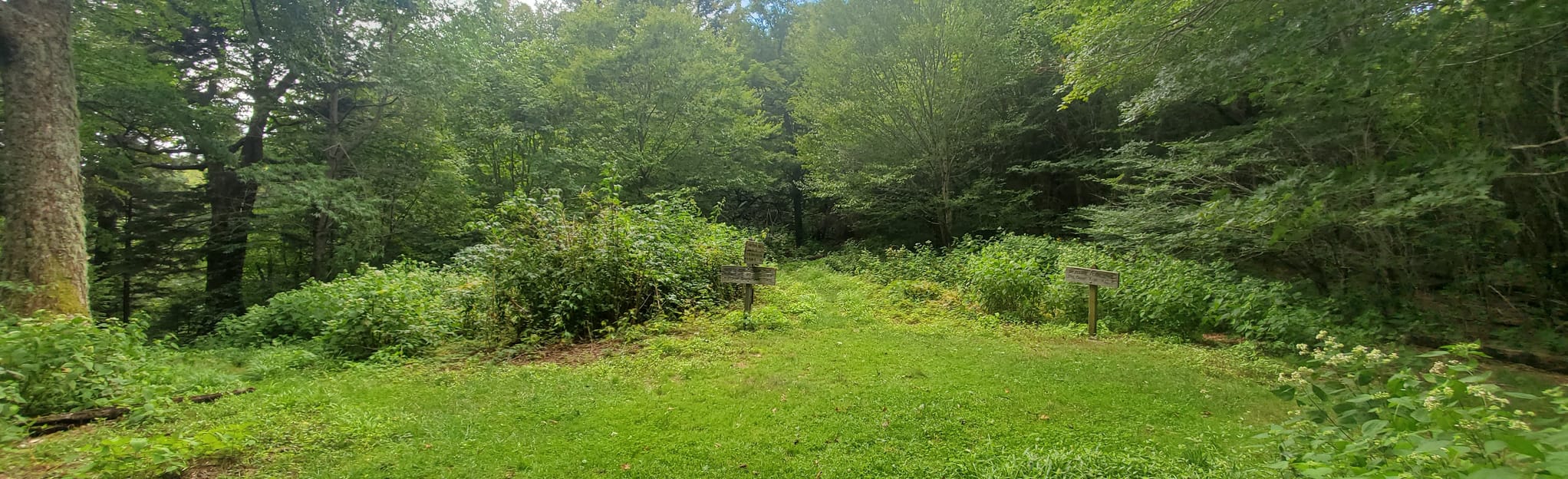 AllTrails Balsam Mountain Loop from Pine Oak Gap 31 Reviews, Map