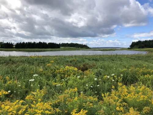 VOGELINSEL PRINCE EDWARD ISLAND KANADA