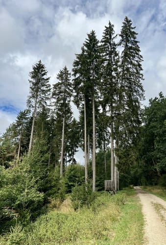Im Unterhölzer Wald