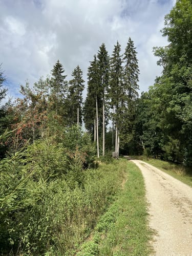 Im Unterhölzer Wald