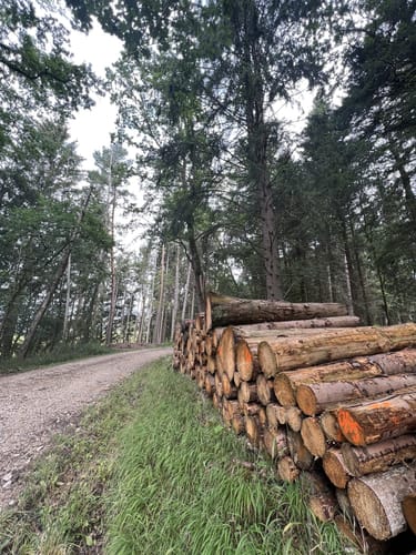 Im Unterhölzer Wald