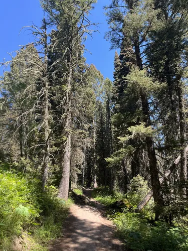 10 Best Bird Watching Trails in Bridger-Teton National Forest - Jackson ...