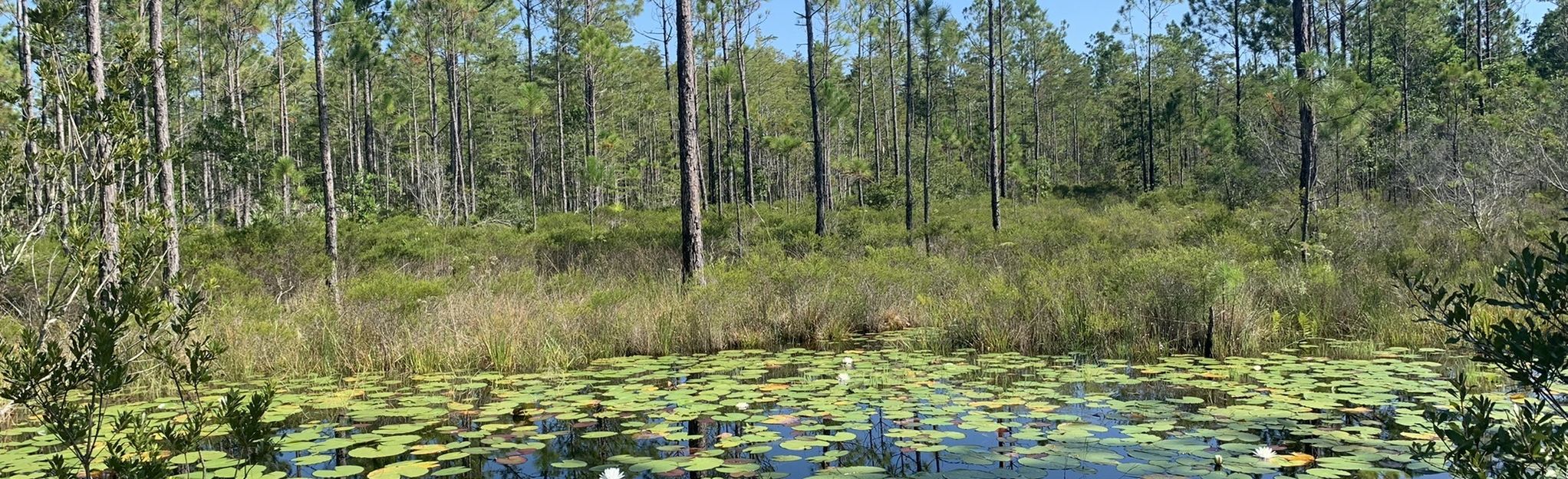 Longleaf Pine Preserve Blue Trail, Florida - 34 Reviews, Map | AllTrails