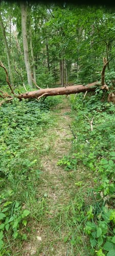 In den Borgwald bei Mellenthin