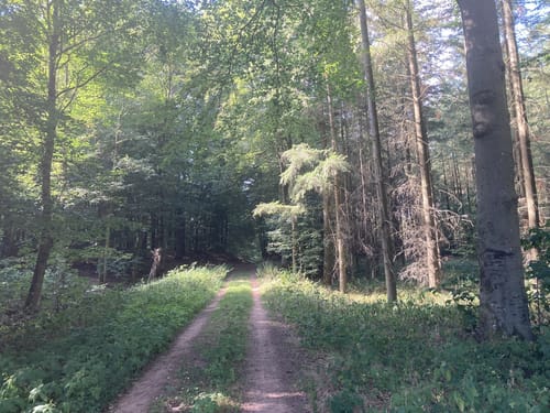 Entlang dem Eselsbach und zum Langenberg