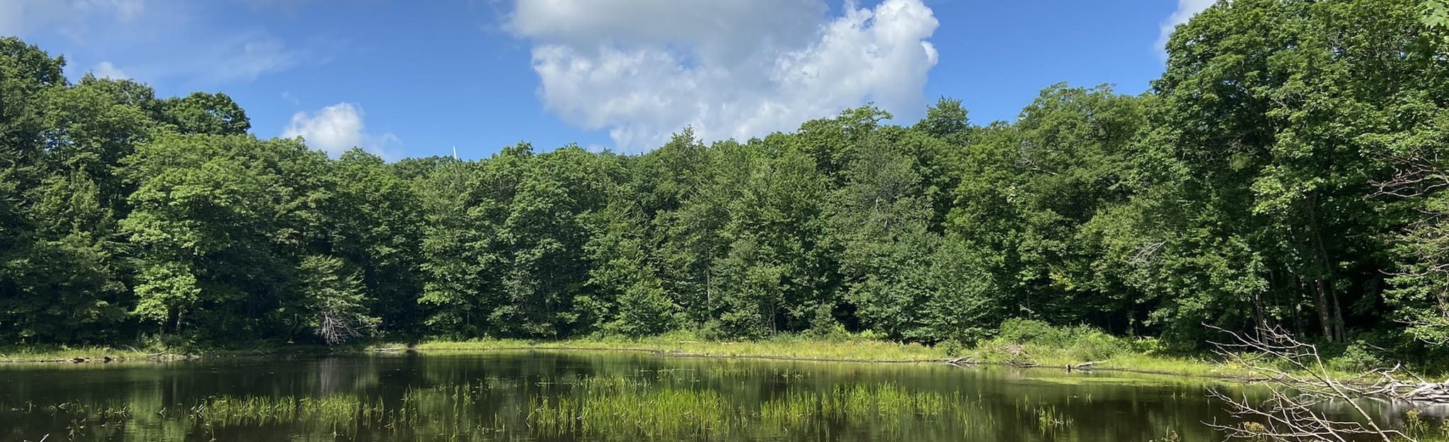 Bicentennial, High Meadow, and Harrington Trail Loop, Massachusetts