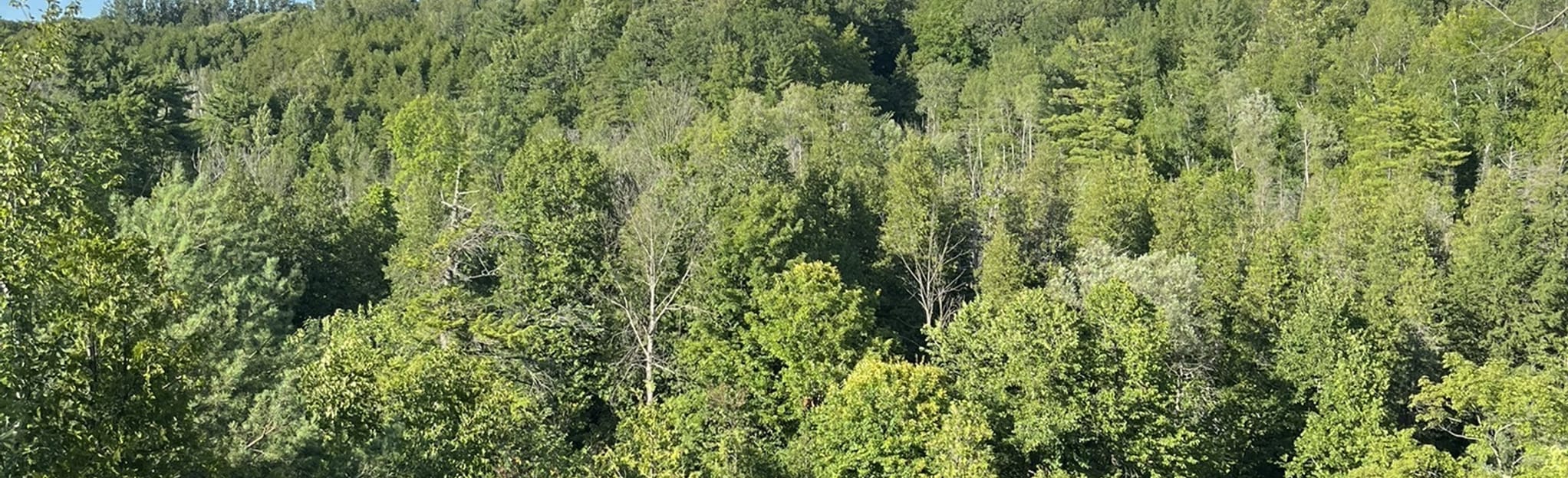 Greenwood Dog Park 160 Reviews, Map Ontario, Canada AllTrails