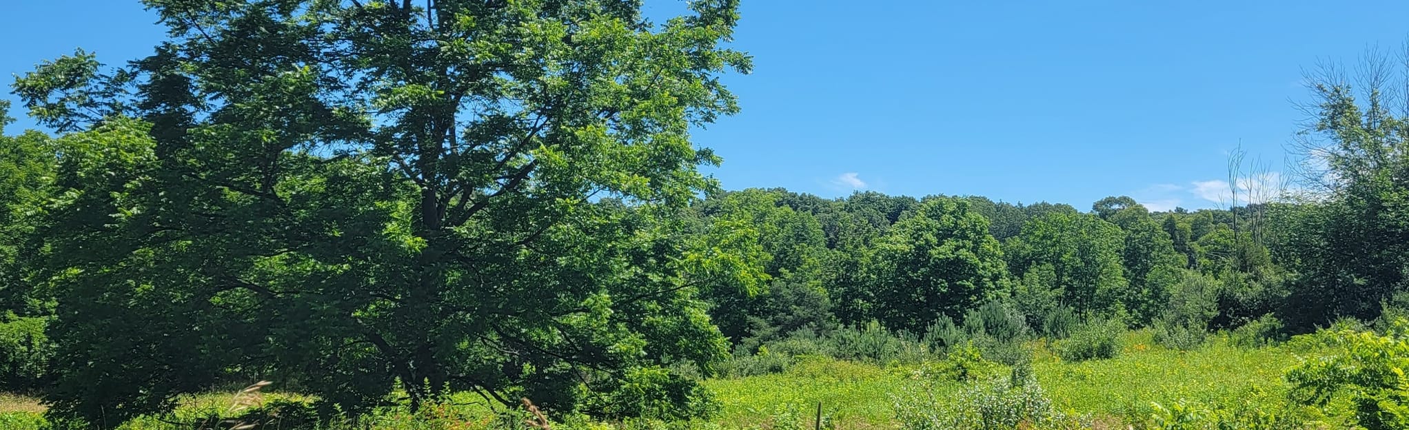 Ionia State Rec Area Equestrian Loop, Michigan 51 Reviews, Map AllTrails