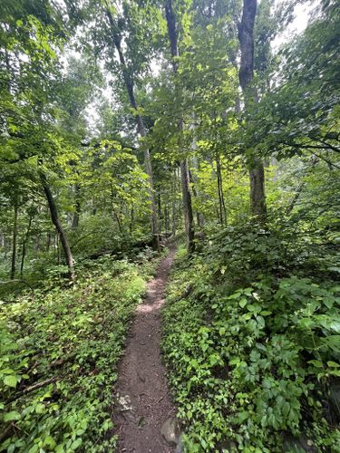 2023 Best 10 Trails and Hikes in Nellysford | AllTrails