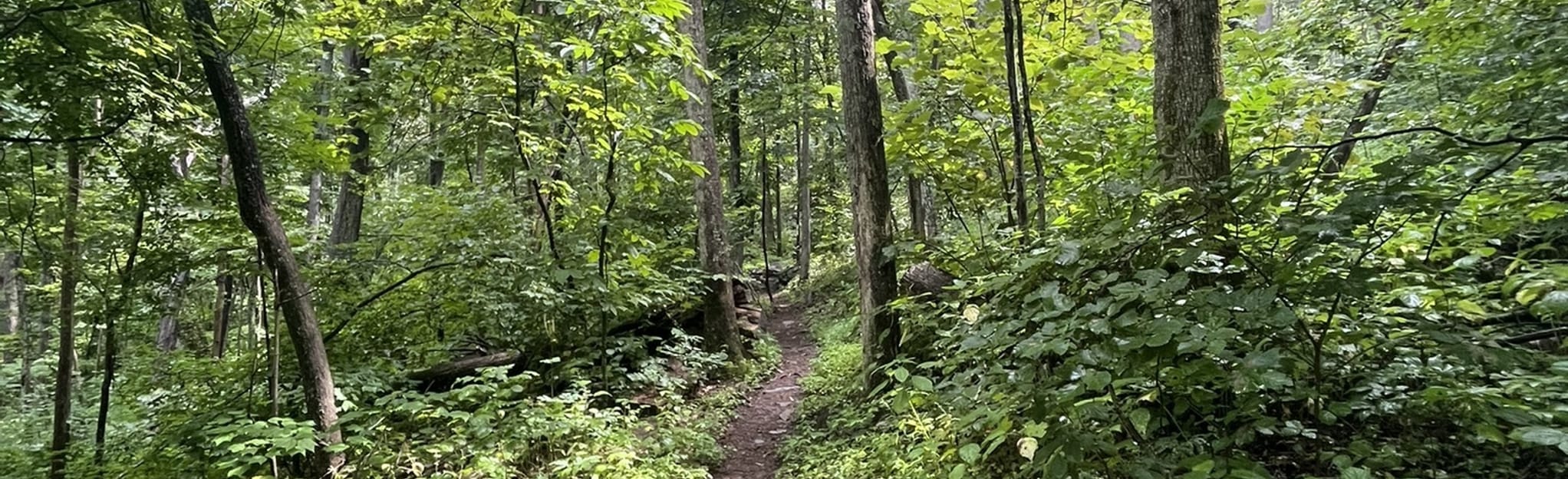 Humpback Rocks and Dobbie Mountain - EyJidWNrZXQiOiJhc3NldHMuYWxsdHJhaWxzLmNvbSIsImtleSI6InVwbG9hZHMvcGhvdG8vaW1hZ2UvNTAwOTIwOTMvMmI3ZDMwMTVkMDNkODA0NzdiNDZlYzQ3NmM1ZWI1ODkuanBnIiwiZWRpdHMiOnsidG9Gb3JtYXQiOiJqcGVnIiwicmVzaXplIjp7IndpZHRoIjoyMDQ0LCJoZWlnaHQiOjYyNCwiZml0IjoiY292ZXIifSwicm90YXRlIjpudWxsLCJqcGVnIjp7InRyZWxsaXNRdWFudGlzYXRpb24iOnRydWUsIm92ZXJzaG9vdERlcmluZ2luZyI6dHJ1ZSwib3B0aW1pc2VTY2FucyI6dHJ1ZSwicXVhbnRpc2F0aW9uVGFibGUiOjN9fX0=