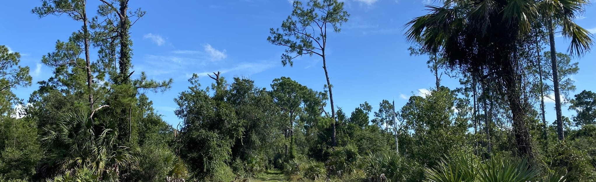 Pine Lake Preserve Loop 30 Reviews, Map Florida AllTrails