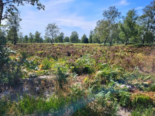 Eifelsteig Etappe 1: Kornelimünster - Roetgen