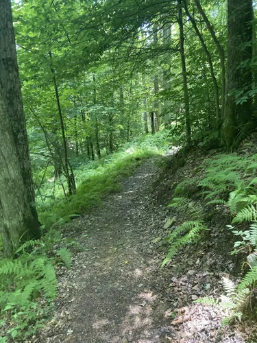 Best Hikes and Trails in Thomas | AllTrails