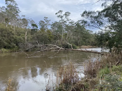 10 Best Hikes and Trails in Warrandyte State Park | AllTrails