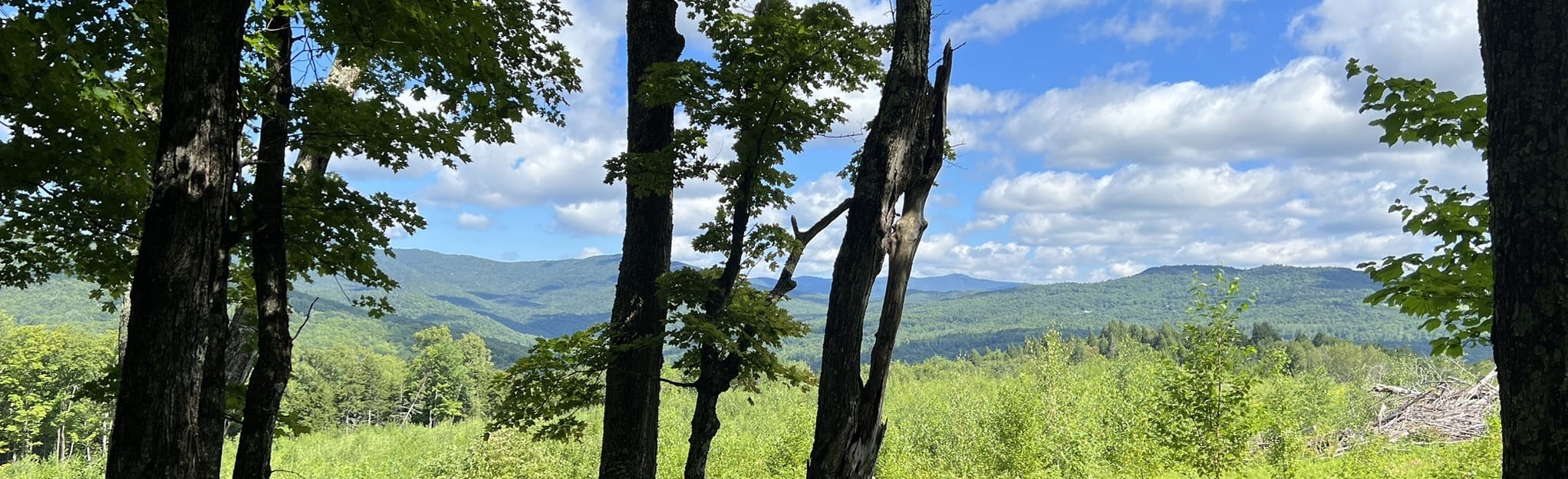 Chase Brook Forest Catamount Trail 219 Reviews, Map Vermont AllTrails