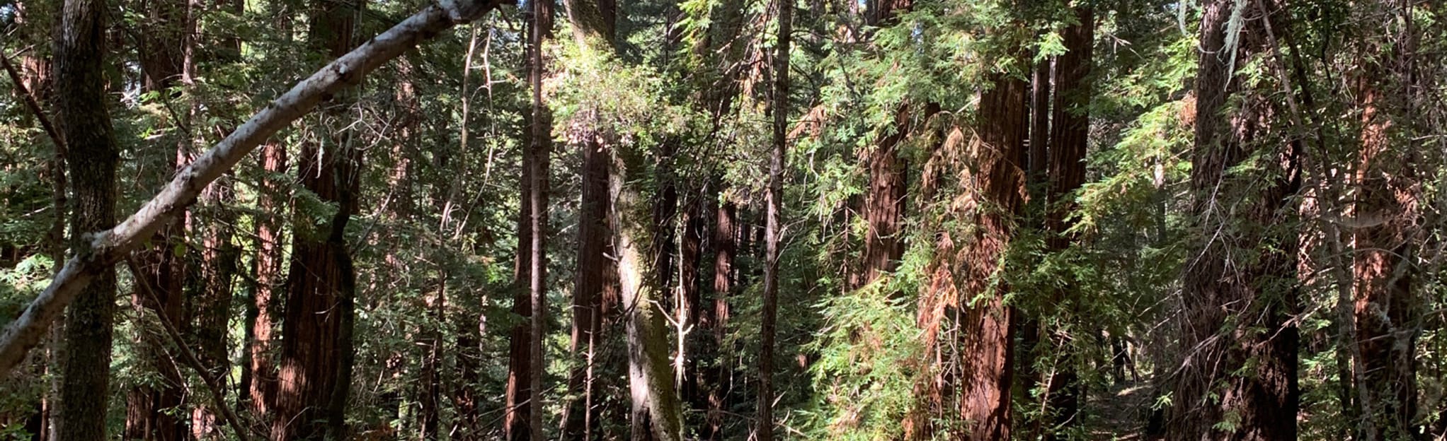 AllTrails Portola Redwoods Summit Trail 23 Reviews, Map California