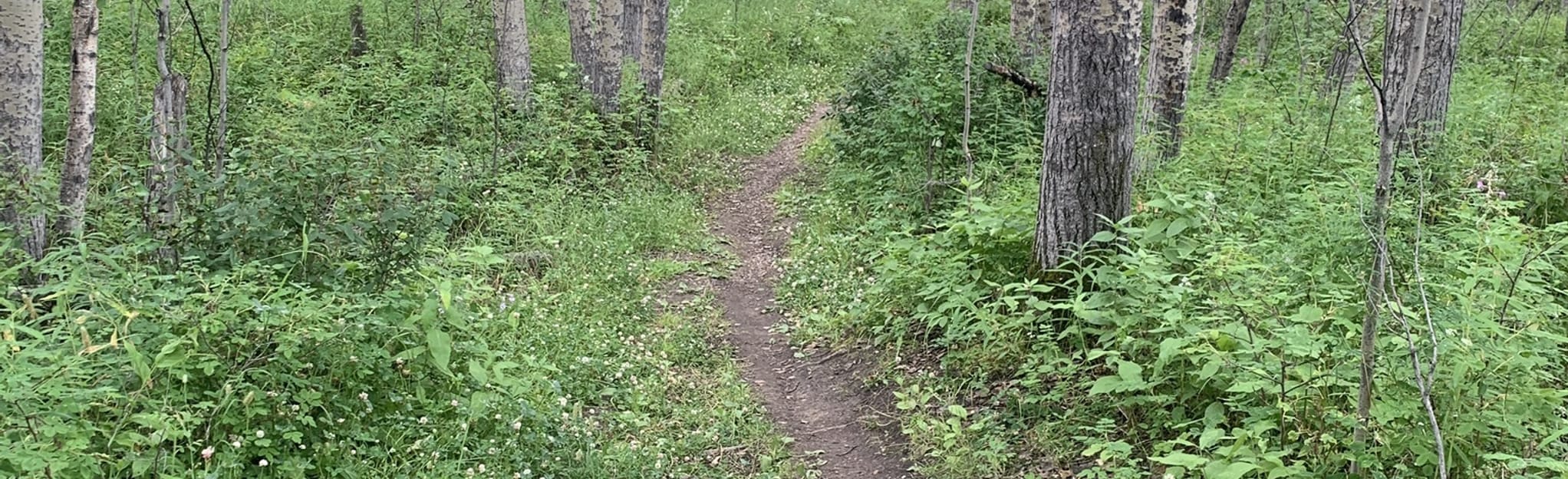 Charlie Lake Loop 60 Reviews, Map British Columbia, Canada AllTrails