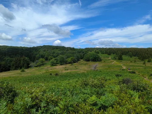 10 Best Hikes and Trails in Dolly Sods Wilderness | AllTrails