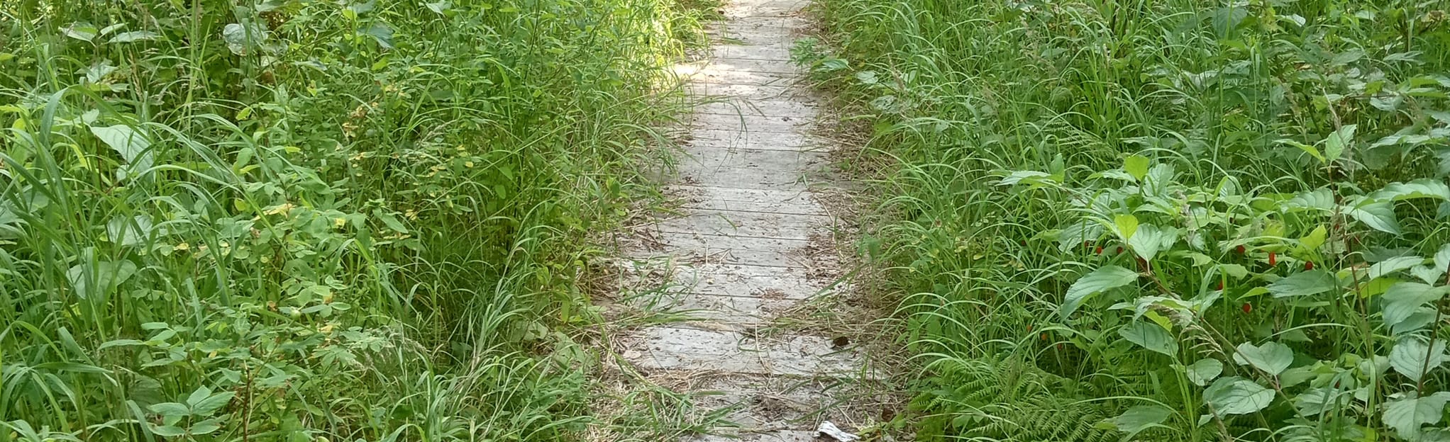 Willow River Interpretive Trail, British Columbia, Canada 14 Reviews