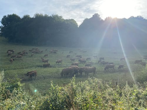 Ortswanderweg 3 in Kaisersesch und Masburg